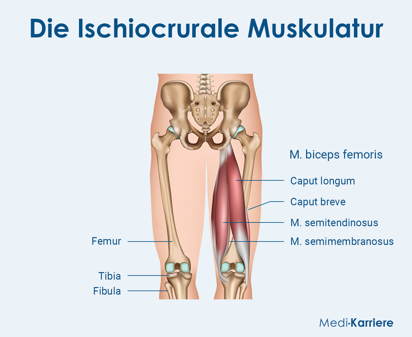 Biceps Femoris Grafik