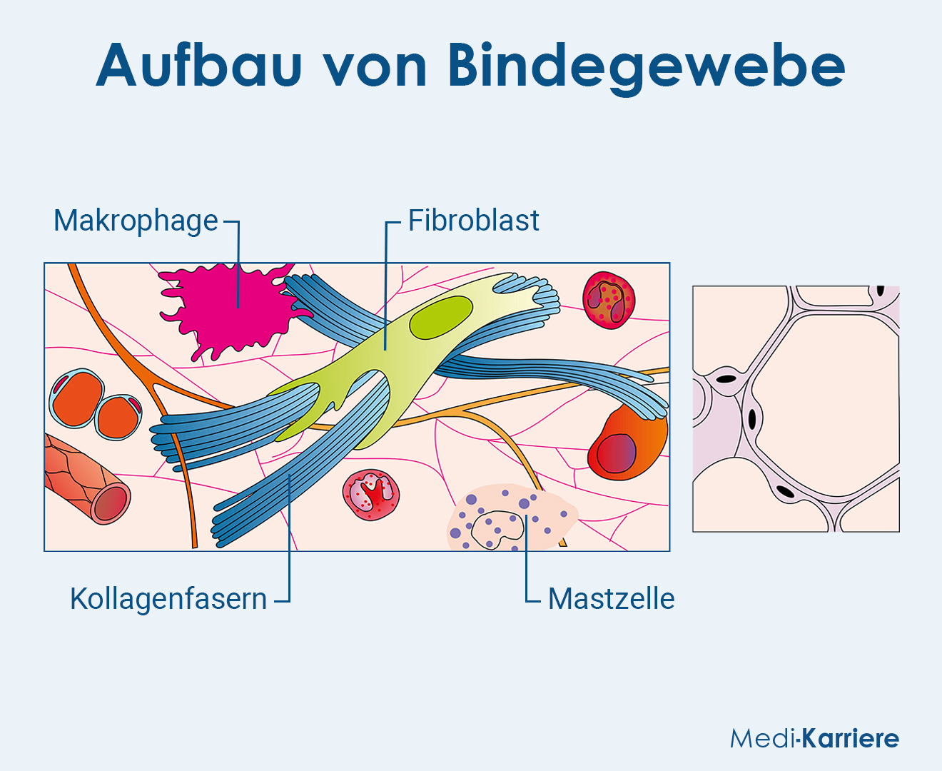 Bindegewebe Grafik