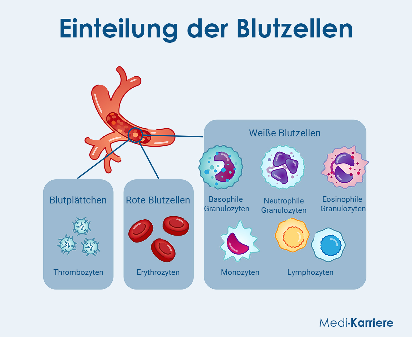 Blutzellen Grafik