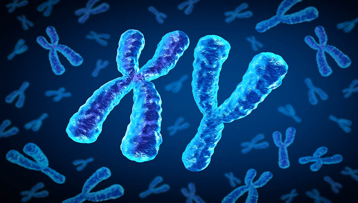 X,And,Y,Chromosomes,As,Male,Chromosome,Concept,For,A