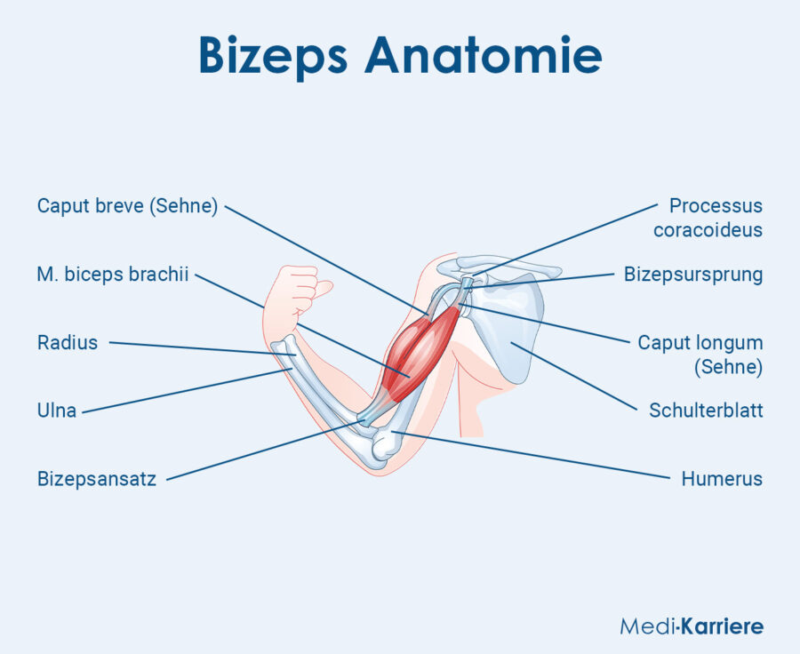 Grafik Bizeps