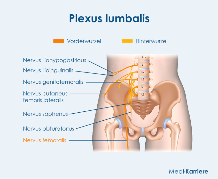 Grafik Nervus Femoralis