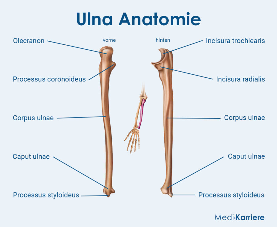 Grafik Ulna