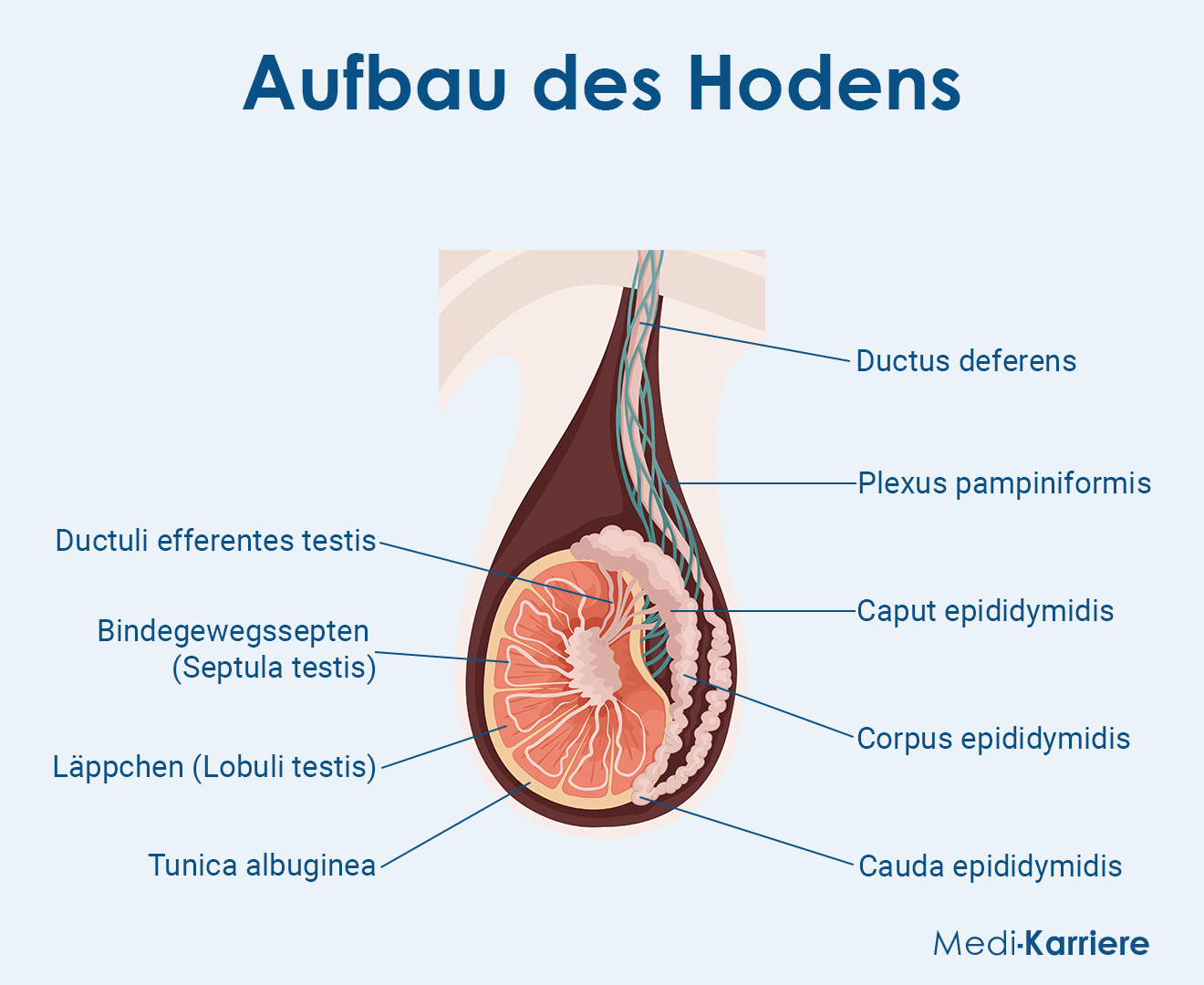 Hoden Grafik