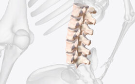 The,Lumbar,Vertebrae,Are,,In,Human,Anatomy,,The,Five,Vertebrae