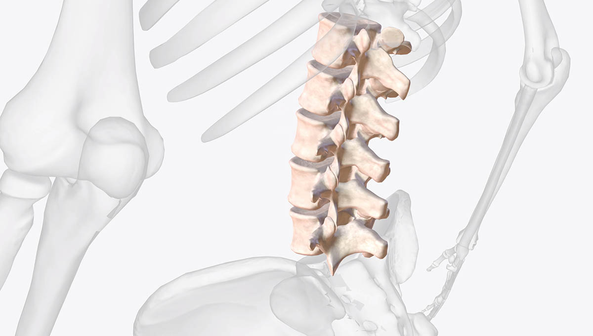 The,Lumbar,Vertebrae,Are,,In,Human,Anatomy,,The,Five,Vertebrae