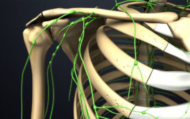 Skeleton,With,Lymph,Nodes,3d,Illustration