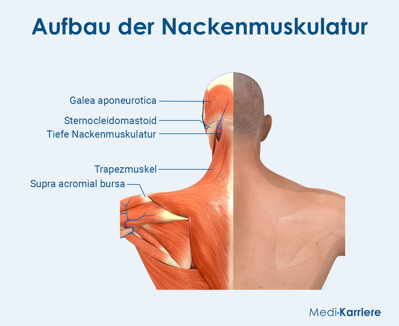 Nackenmuskulatur Grafik (1)