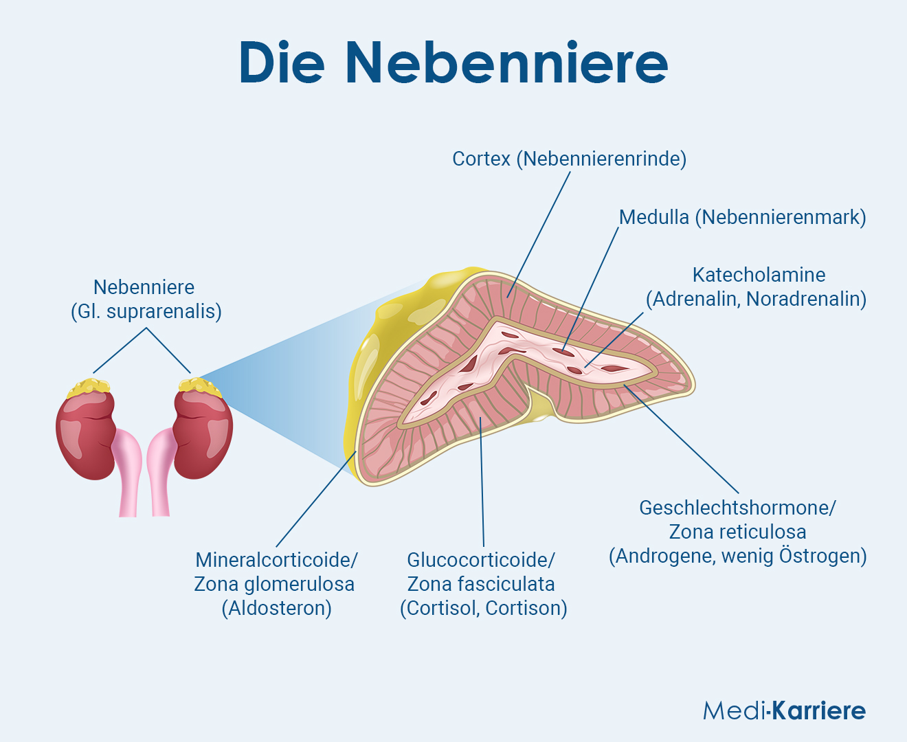 Nebenniere Grafik