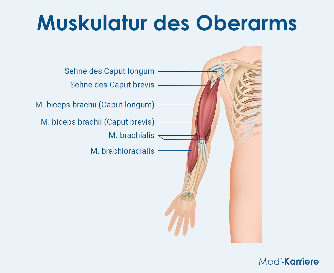 Oberarm Grafik