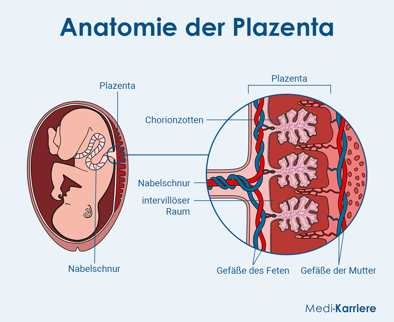 Plazenta Grafik