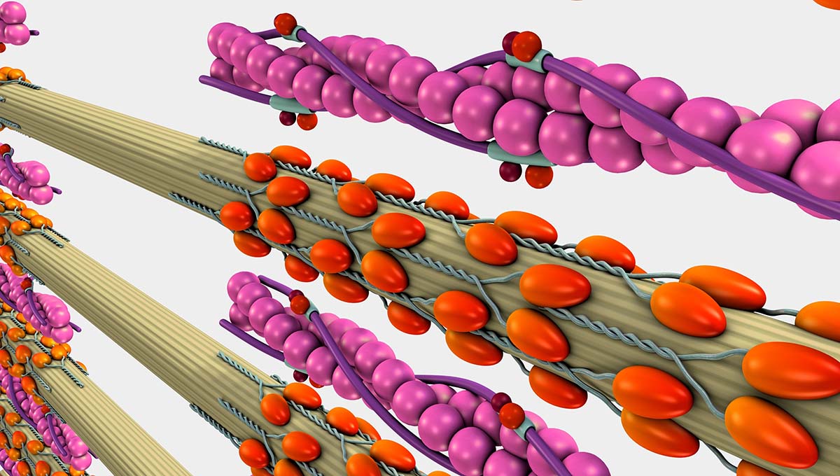 Muscle,Contraction,3d,Illustration