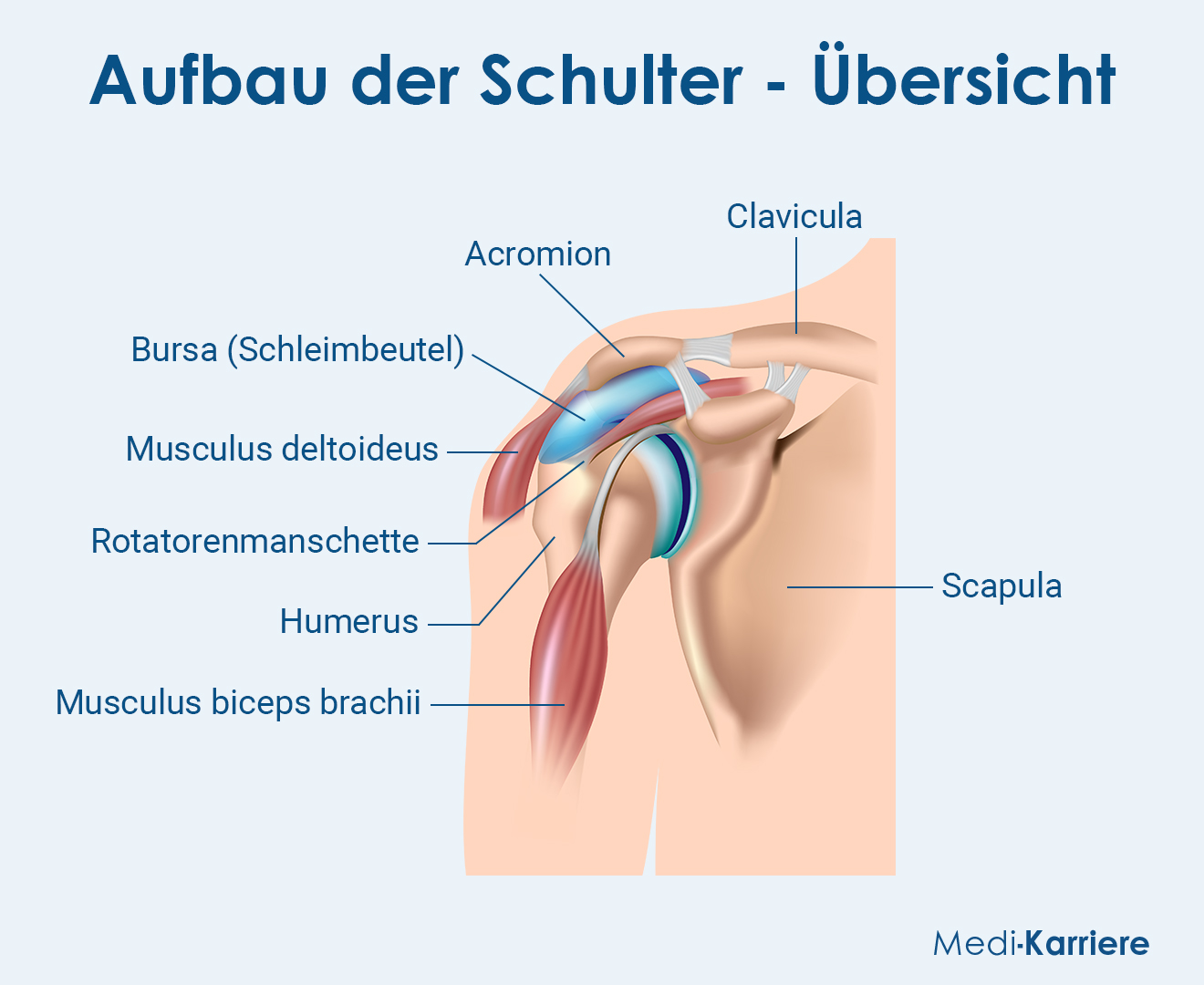 Schulter Grafik