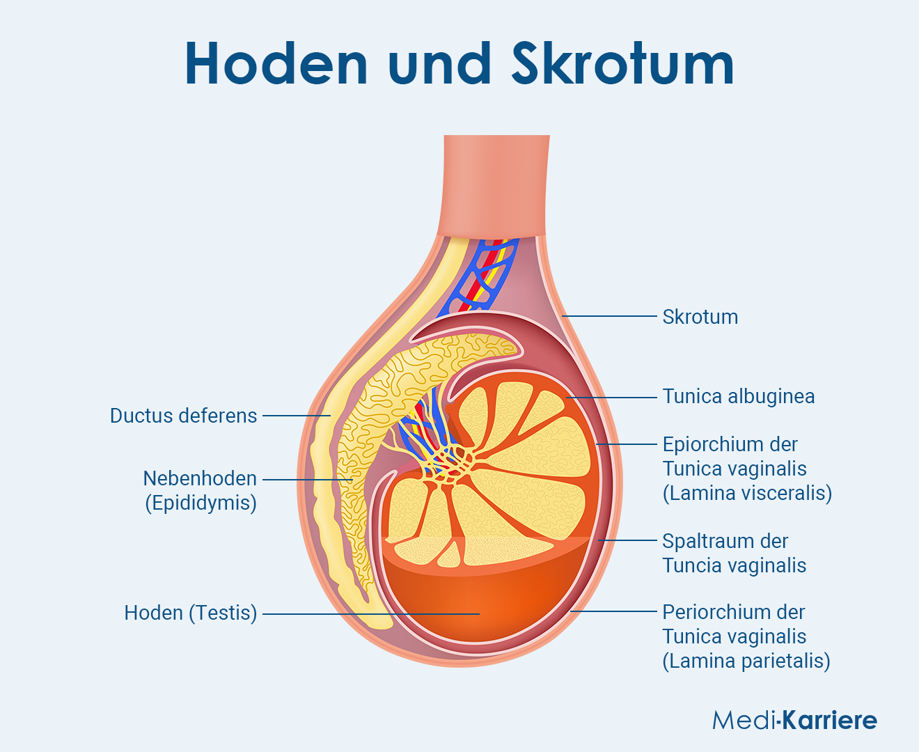 Skrotum Grafik