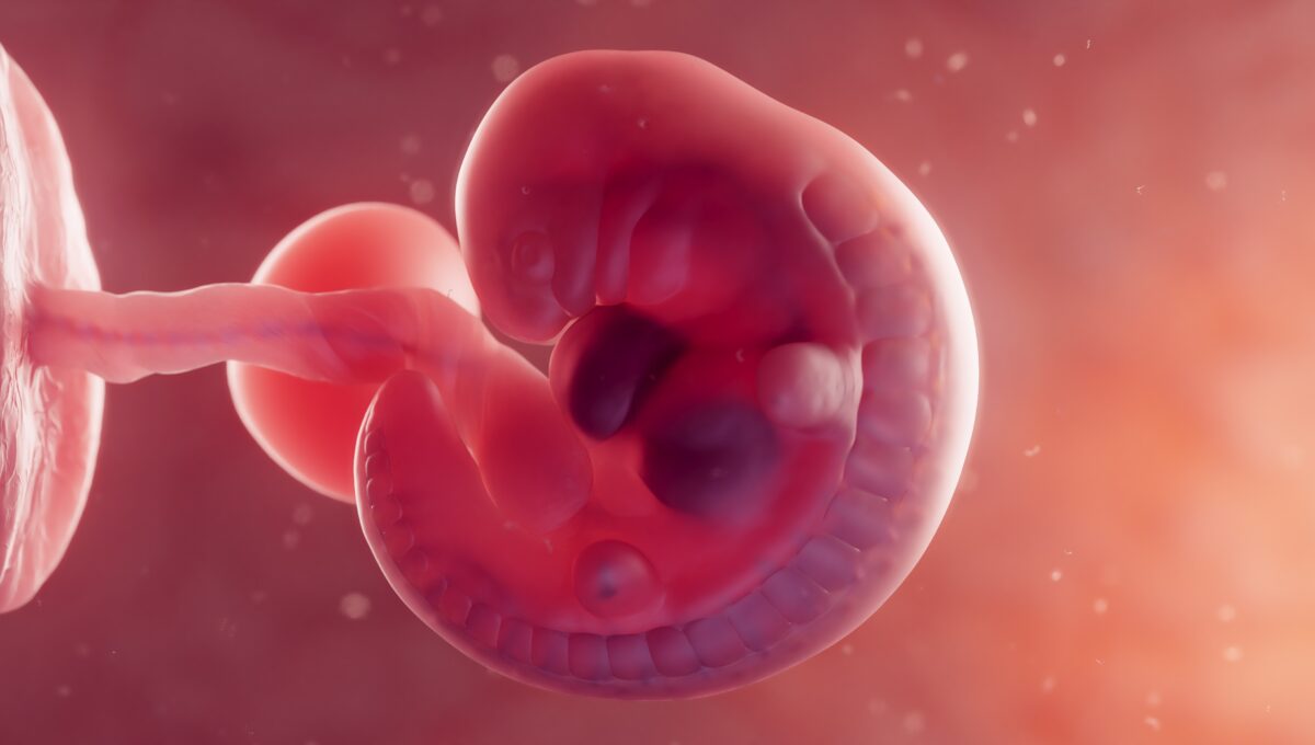 3d,Rendered,Medical,Illustration,Of,A,Developing,Embryo,In,The