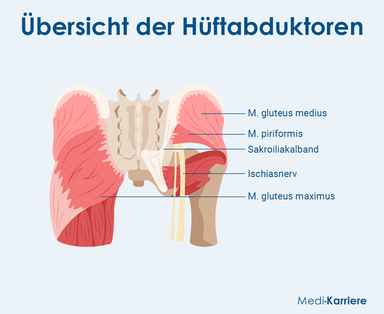 Abduktoren