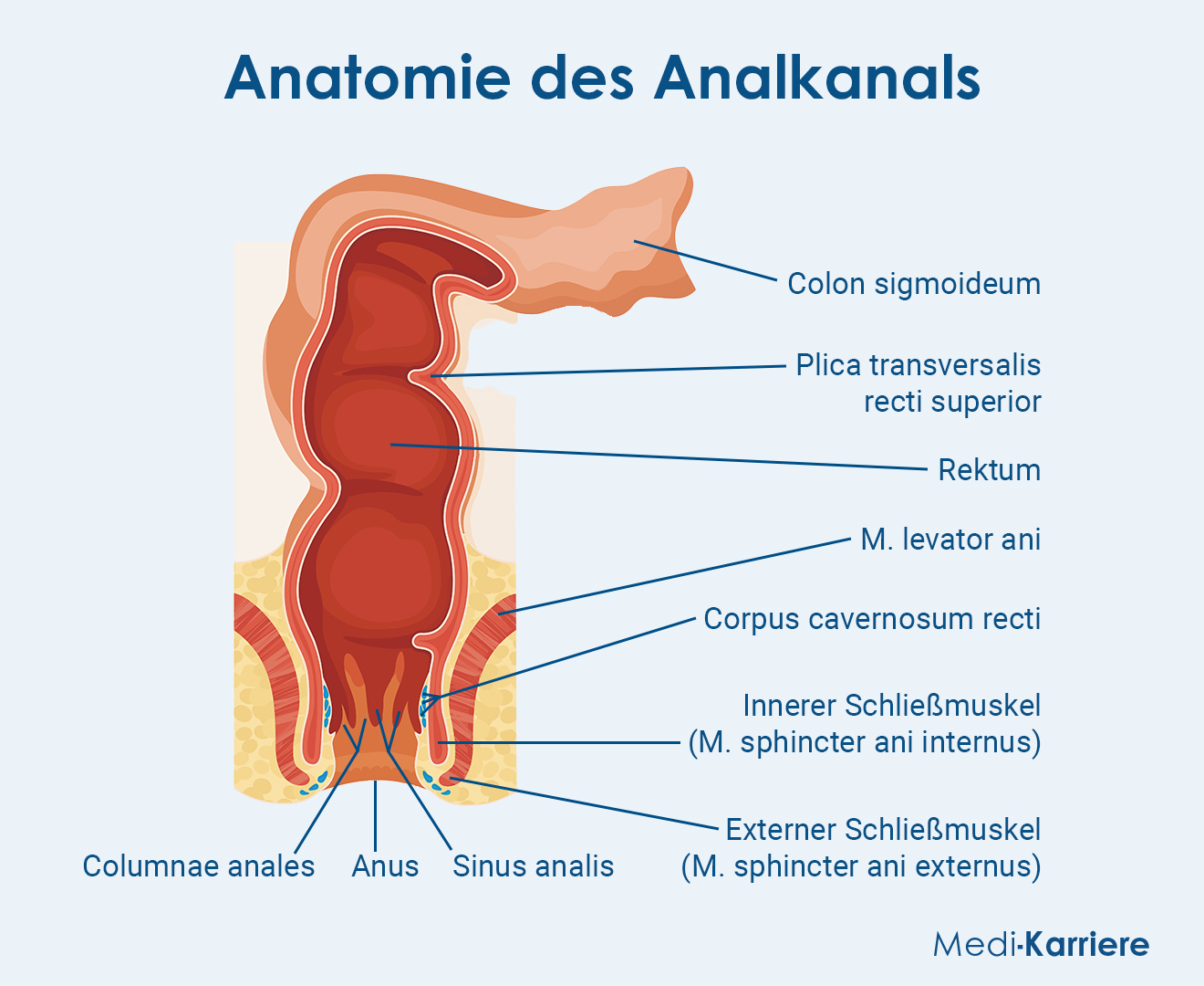 AnalerSchließmuskel.Grafik