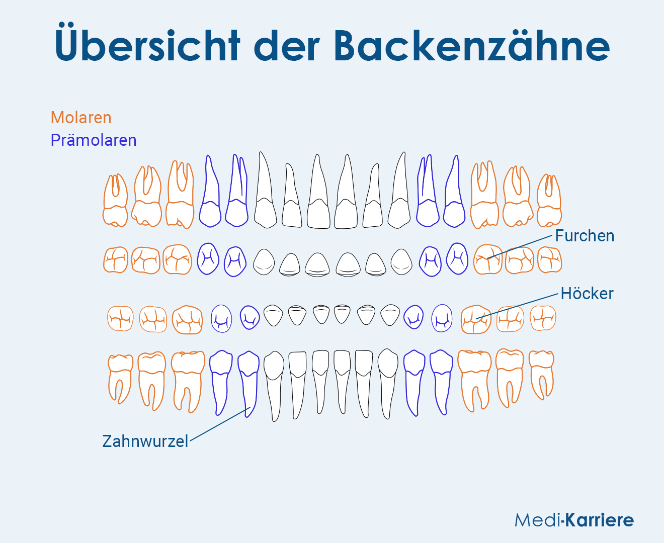 Backenzahn