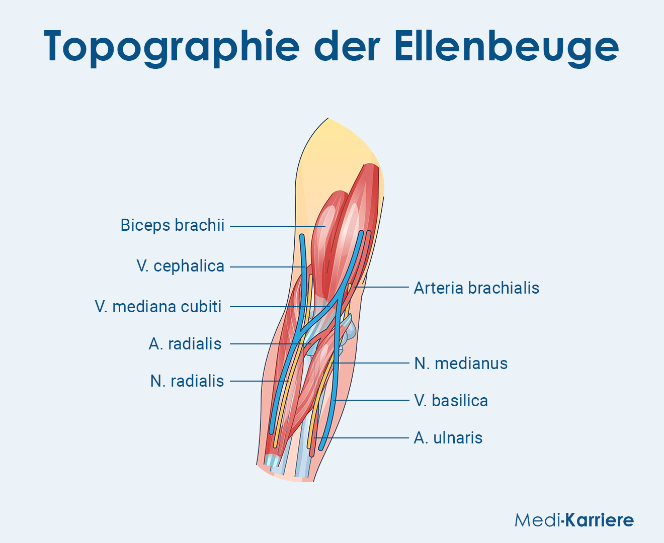 Ellenbeuge