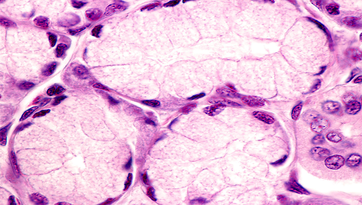 Mucous,Tubuloacini,Of,A,Salivary,Gland.,The,Mucous,Glandular,Cells