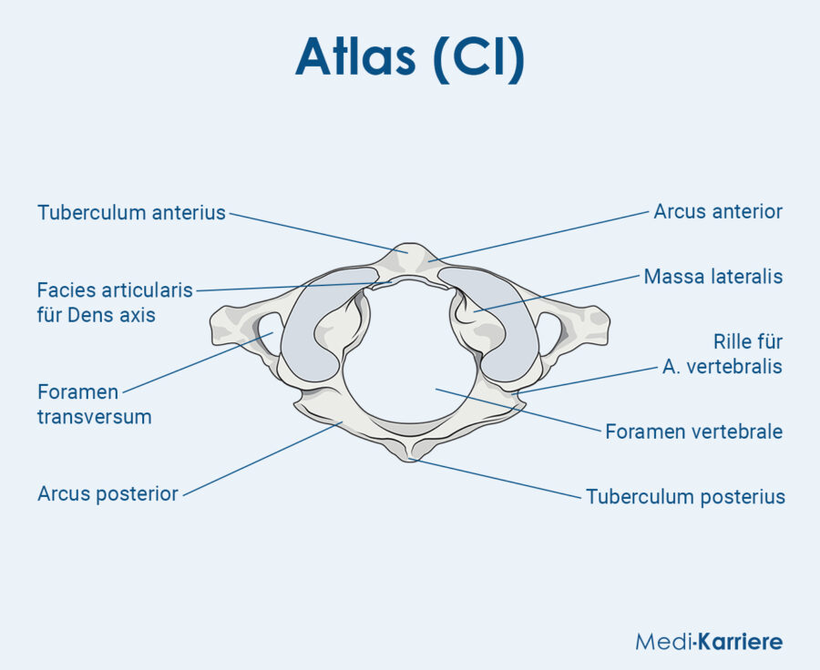 Atlaswirbel: Anatomie, Gelenke, Funktion, Klinik Und Übungen