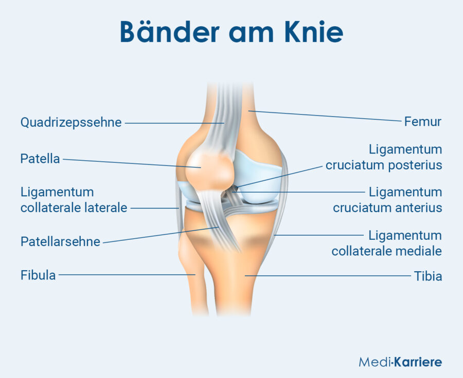 Grafik Ligamentum