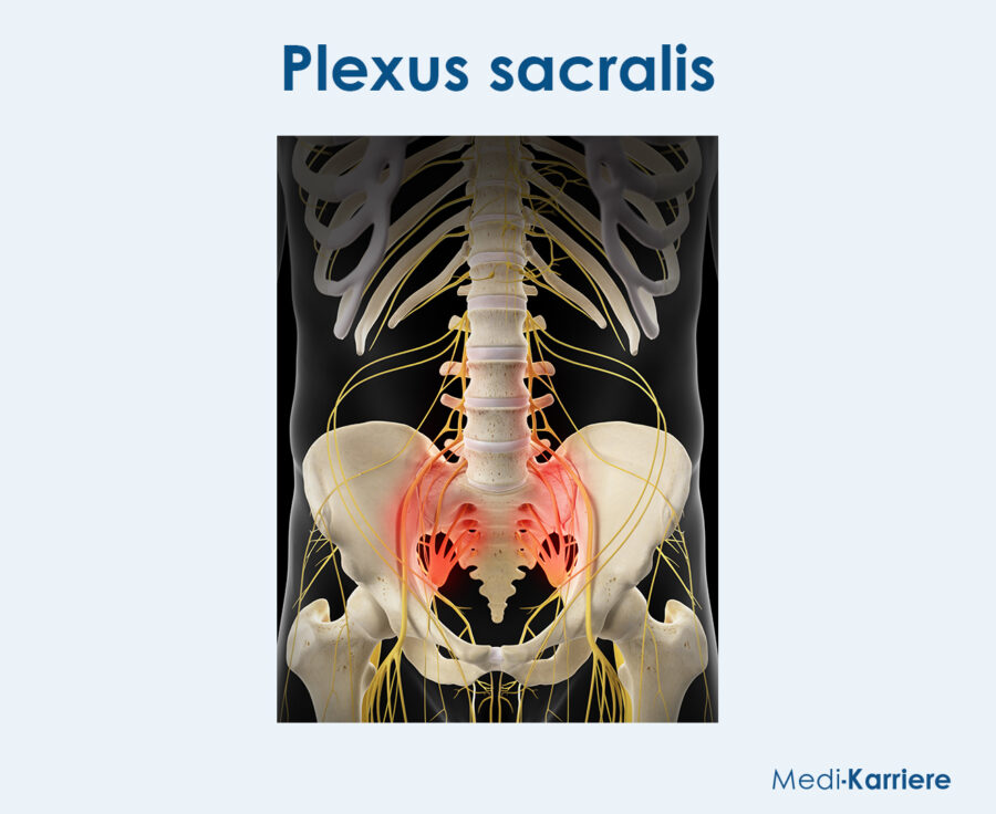 Grafik Plexus Sacralis