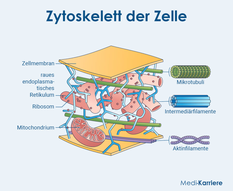 Grafik Zytoplasma