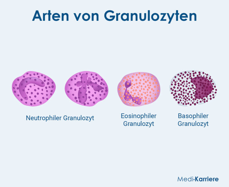 Granulozyten: Einteilung und Funktion