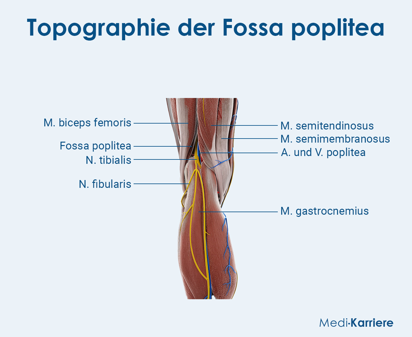 Kniekehle Grafik