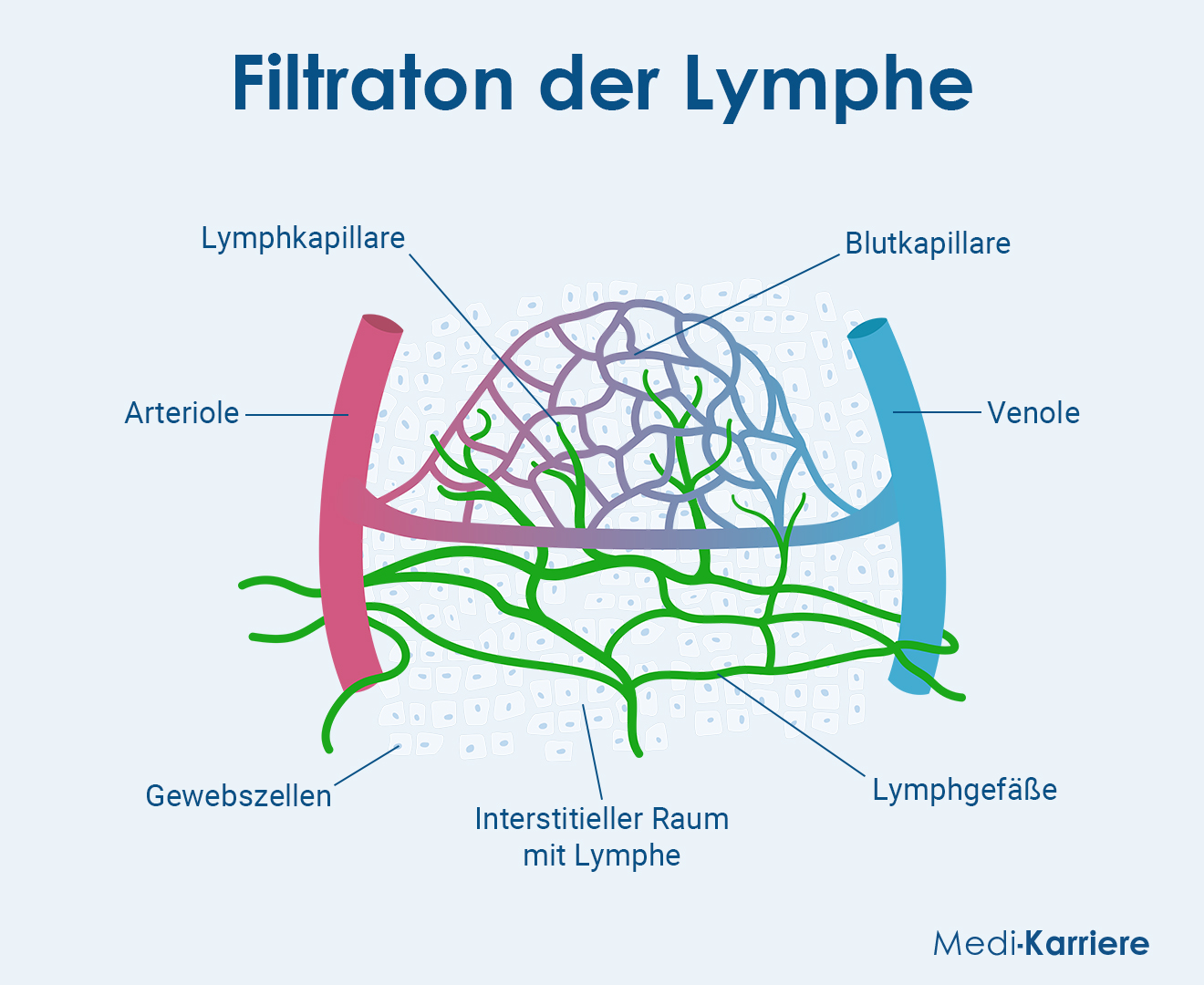 Lymphe Grafik