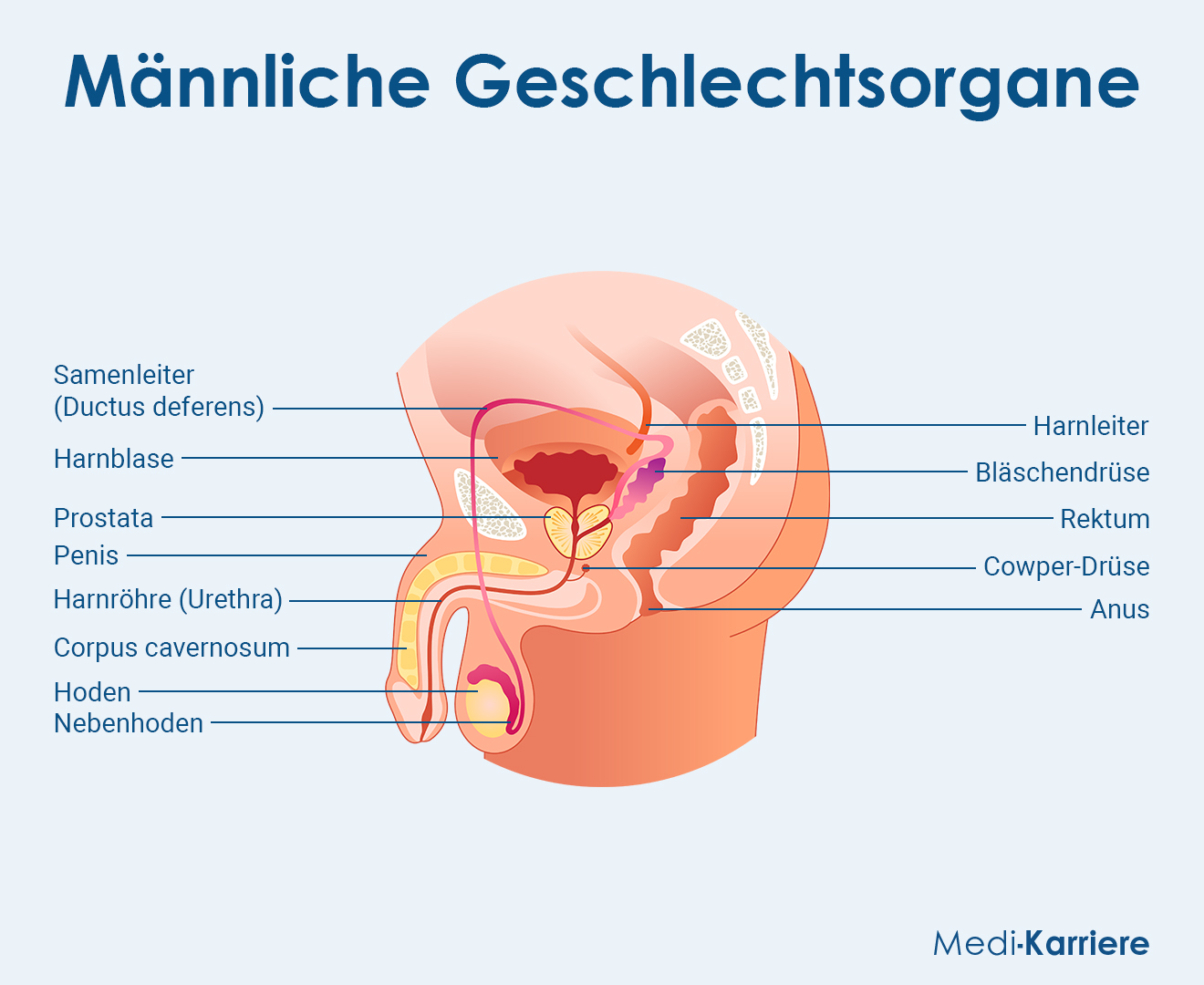 MÃ¤nnliche Geschlechtsorgane Grafik