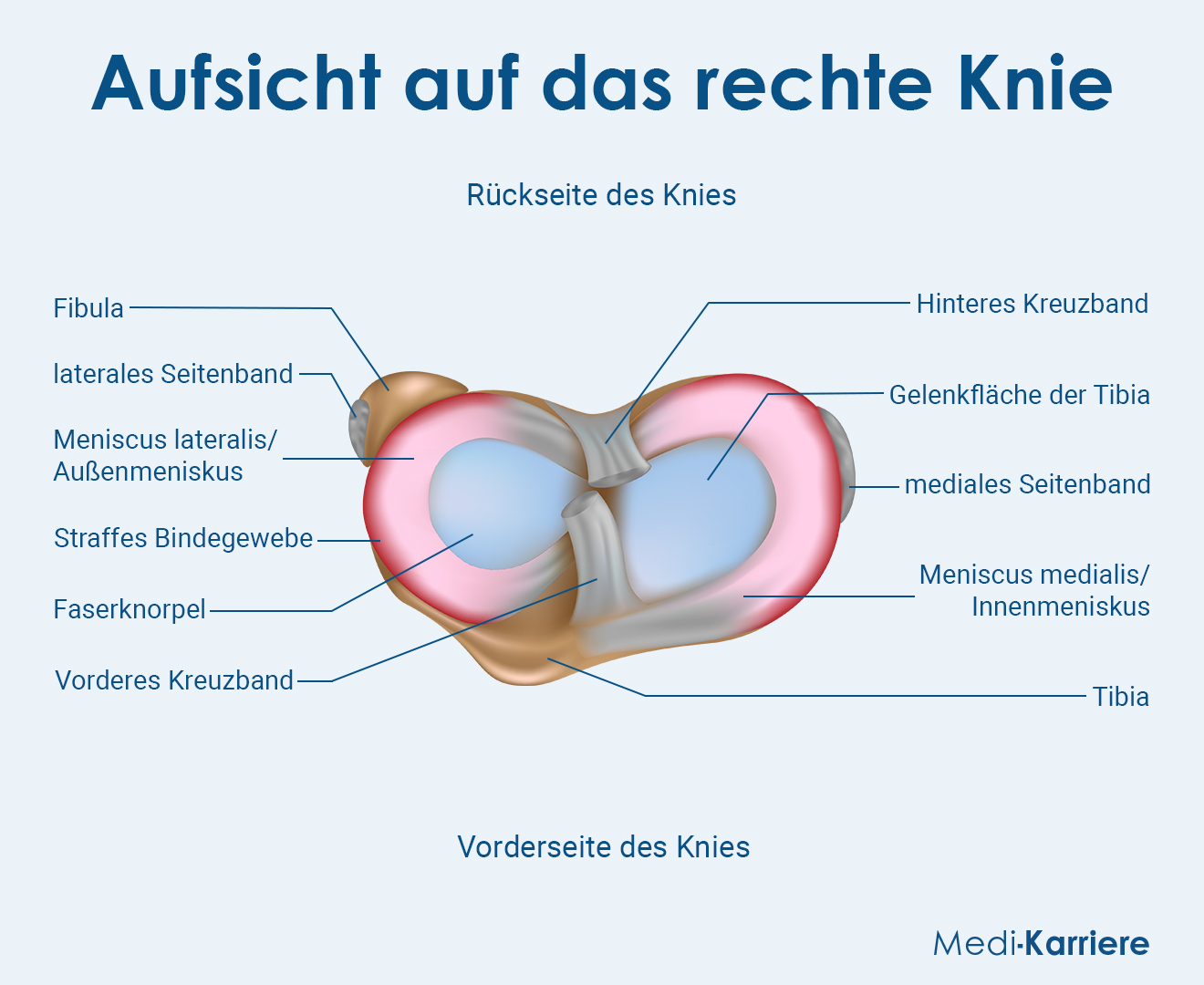 Meniskus Grafik