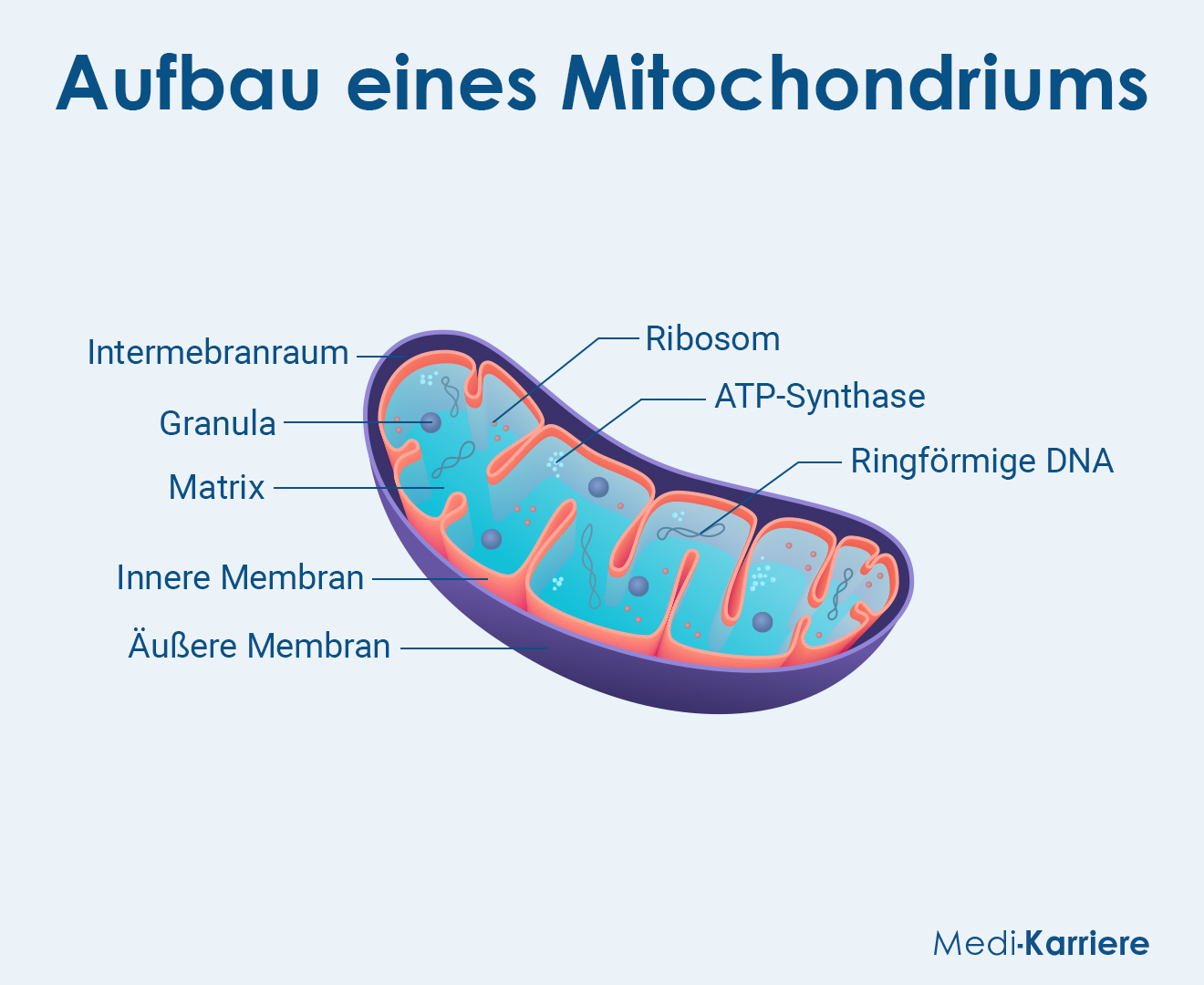 Mitochondrium Grafik