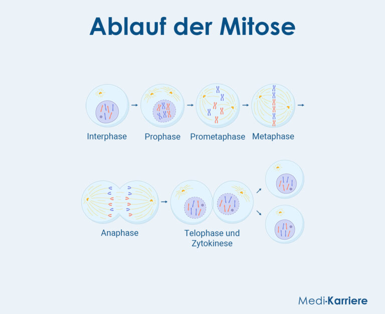 Mitose Ablauf Und Bedeutung