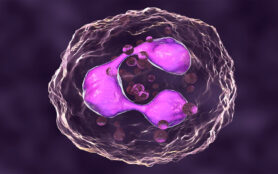 Neutrophil,,A,White,Blood,Cell,,3d,Illustration.,The,Most,Abundant