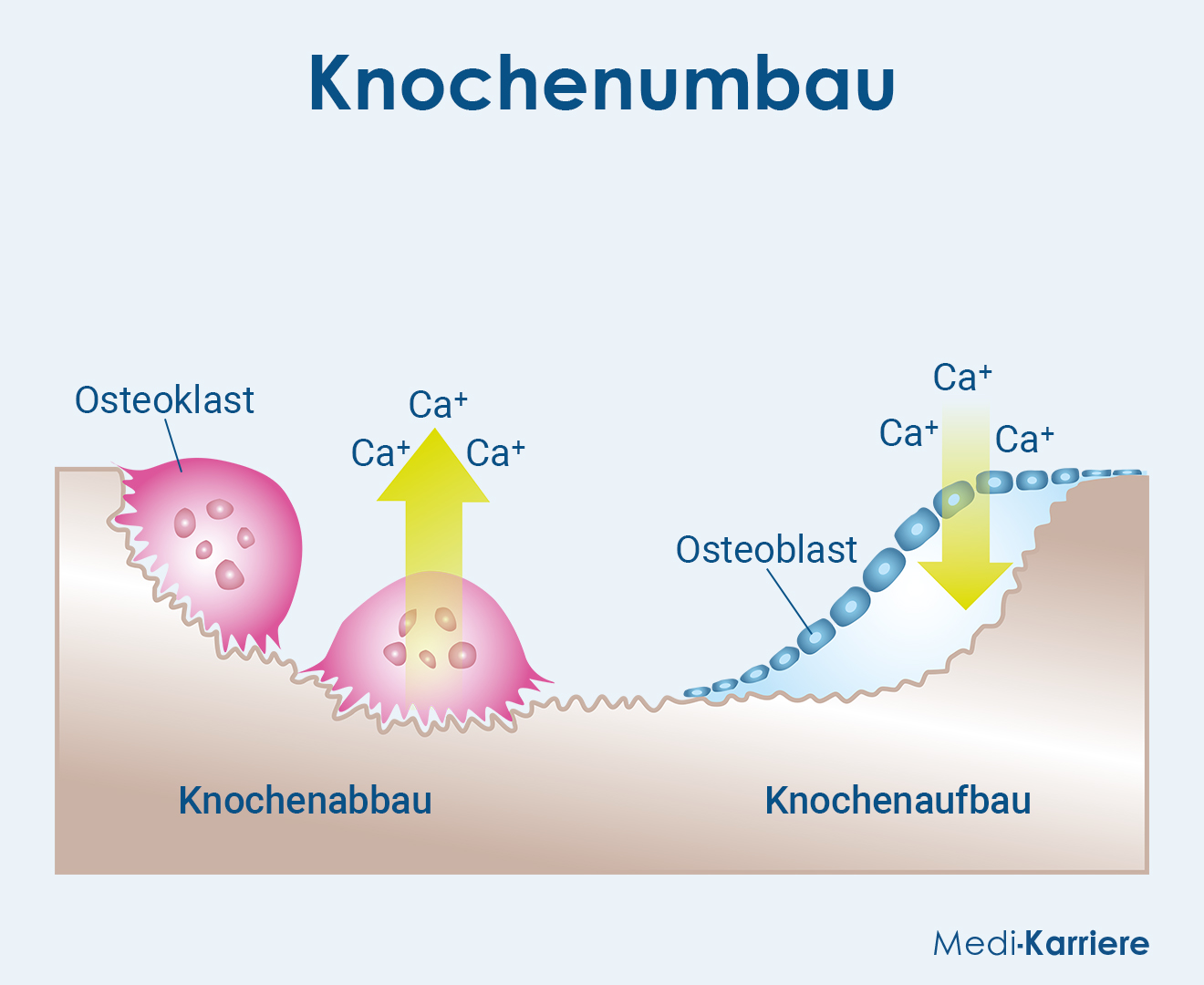 Osteoklasten Grafik