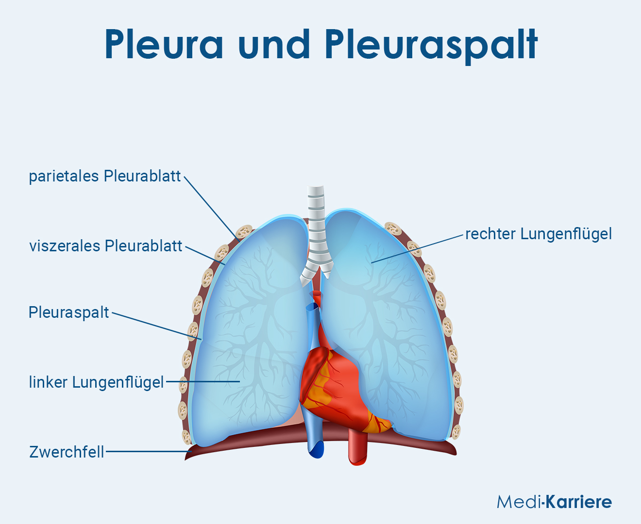 Pleura Grafik