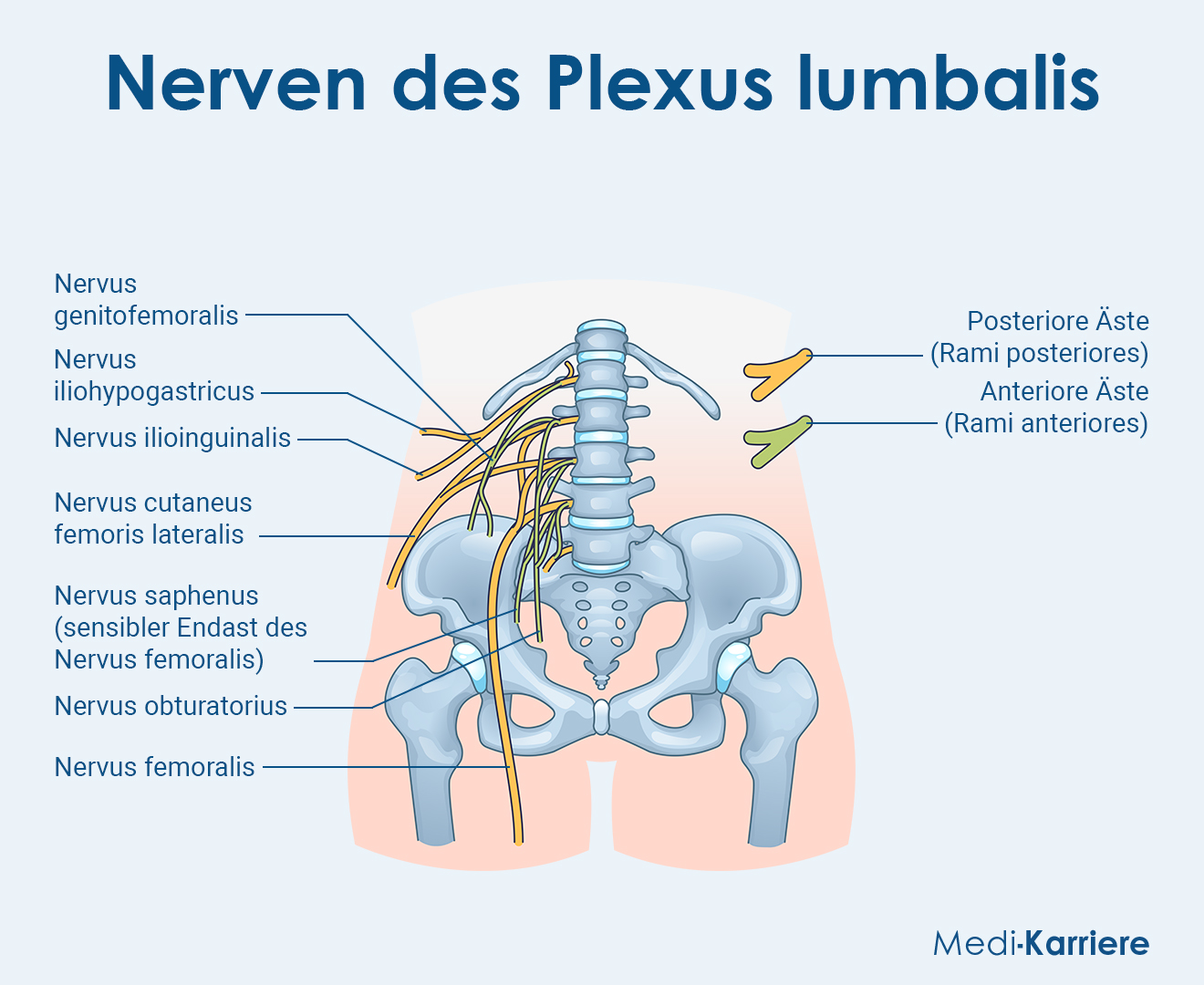 Plexus Lumbalis Grafik