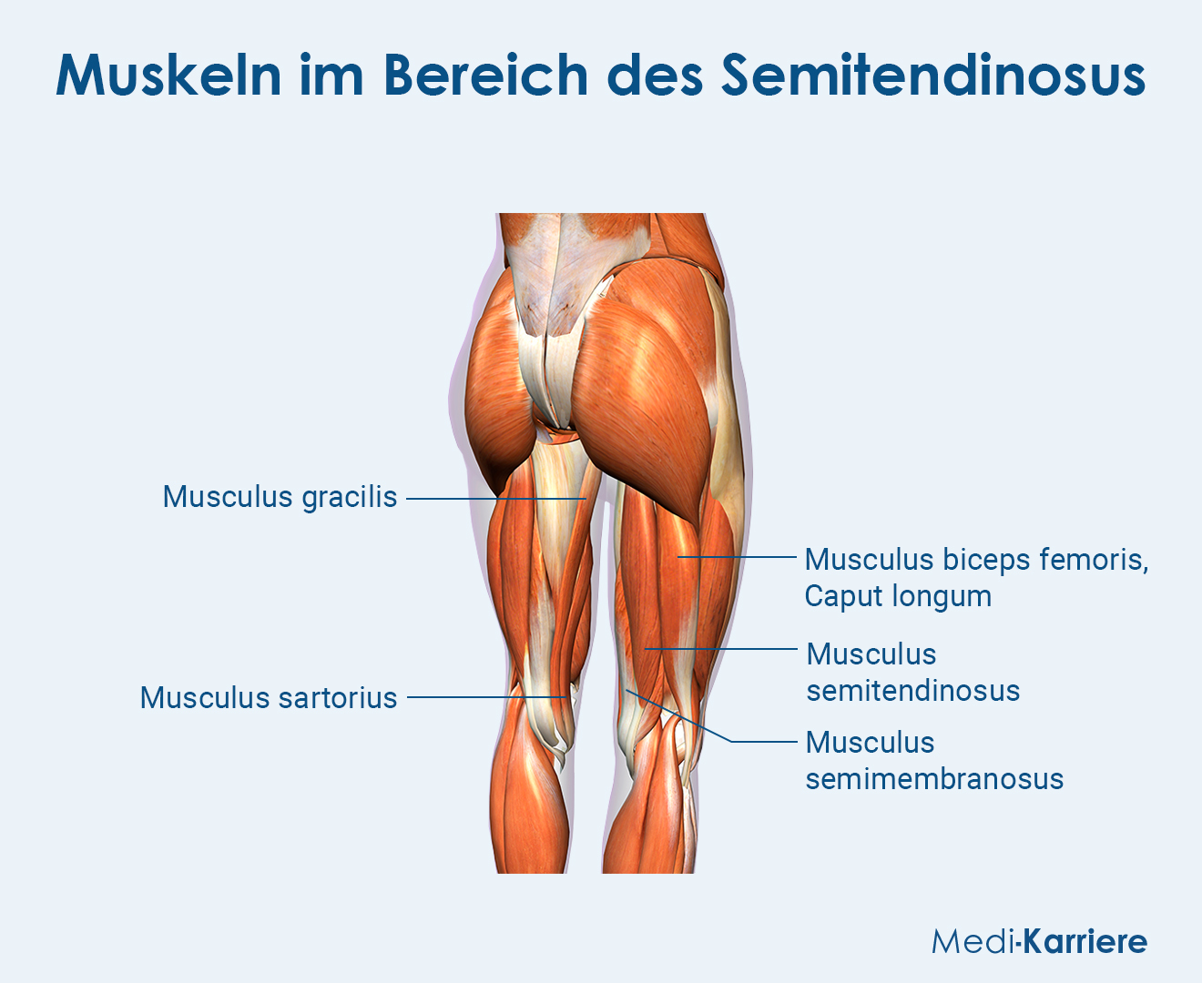 Semitendinosus Grafik