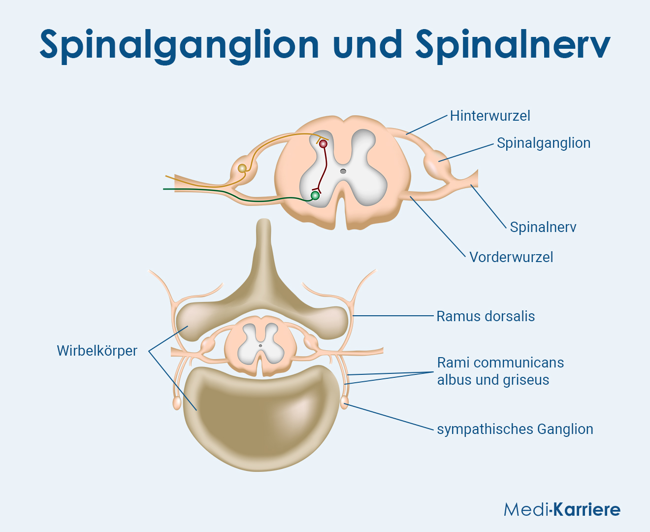 Spinalganglion Grafik