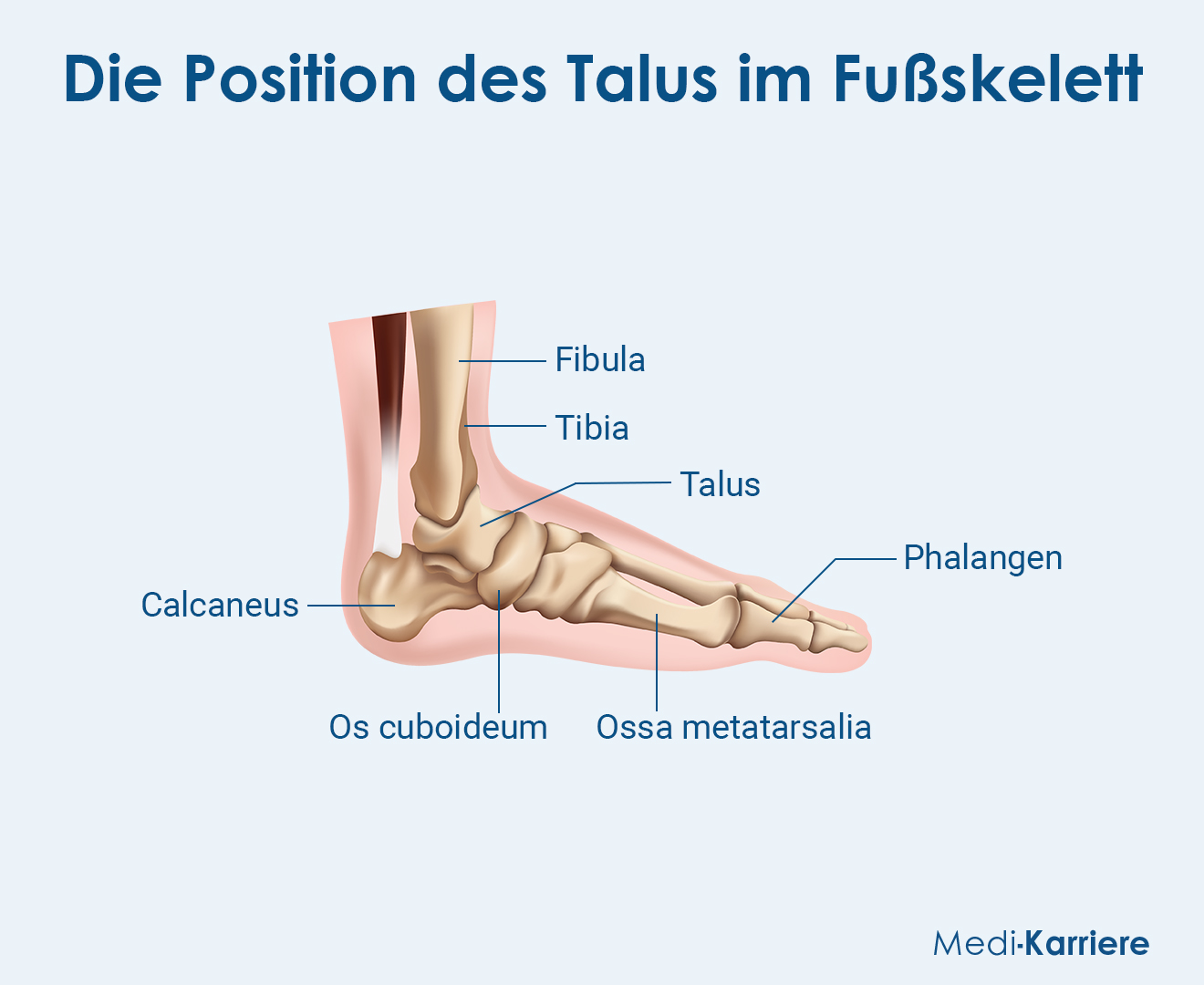 Talus Grafik