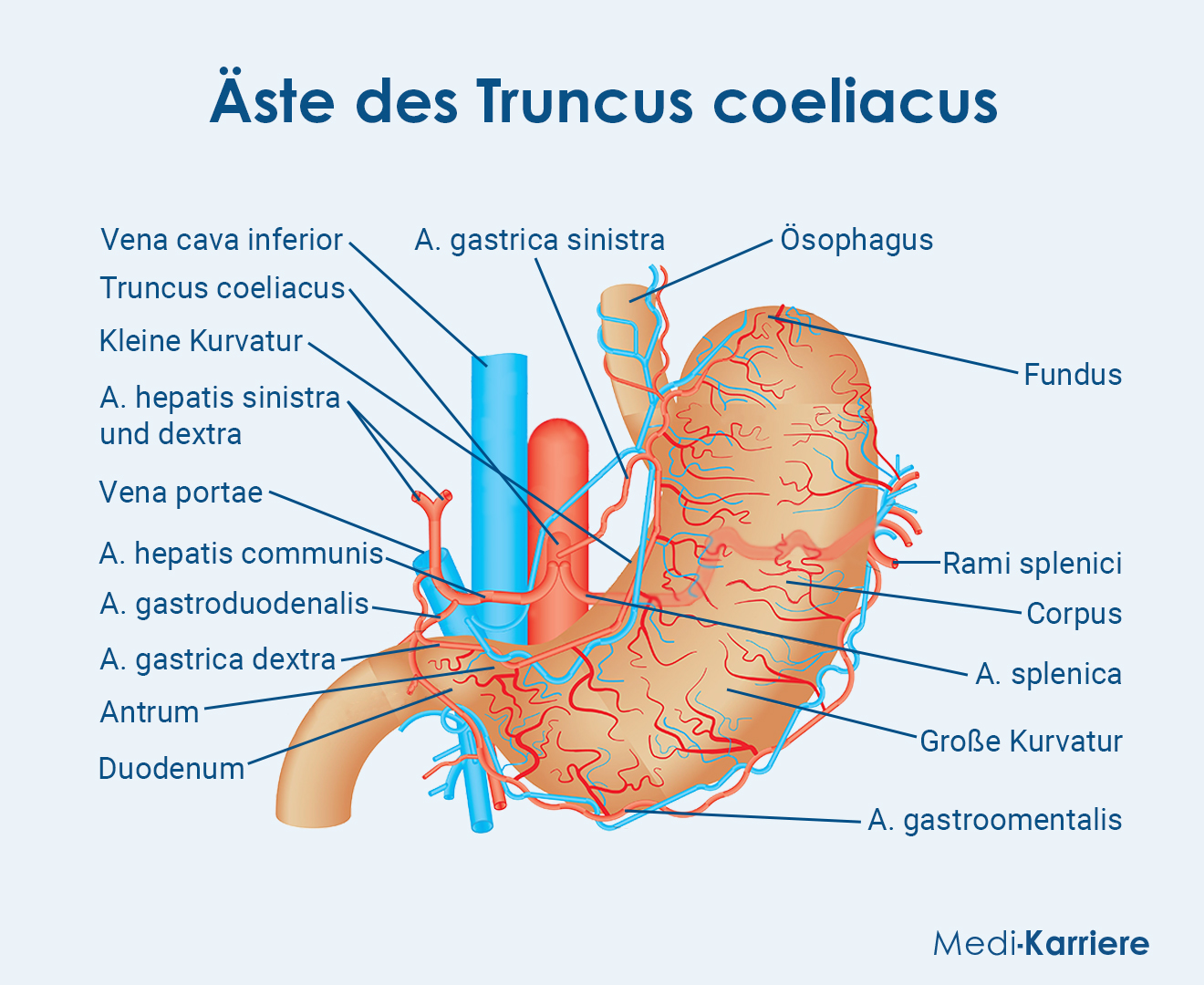 Truncus Coeliacus.Grafik (1)