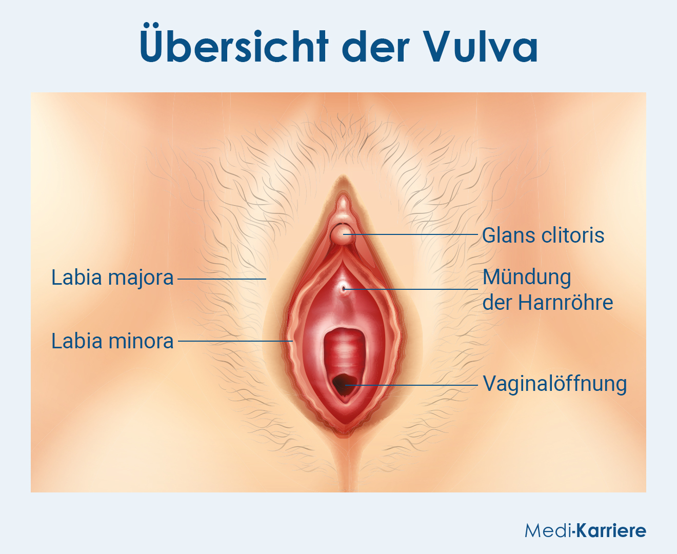 Vulva