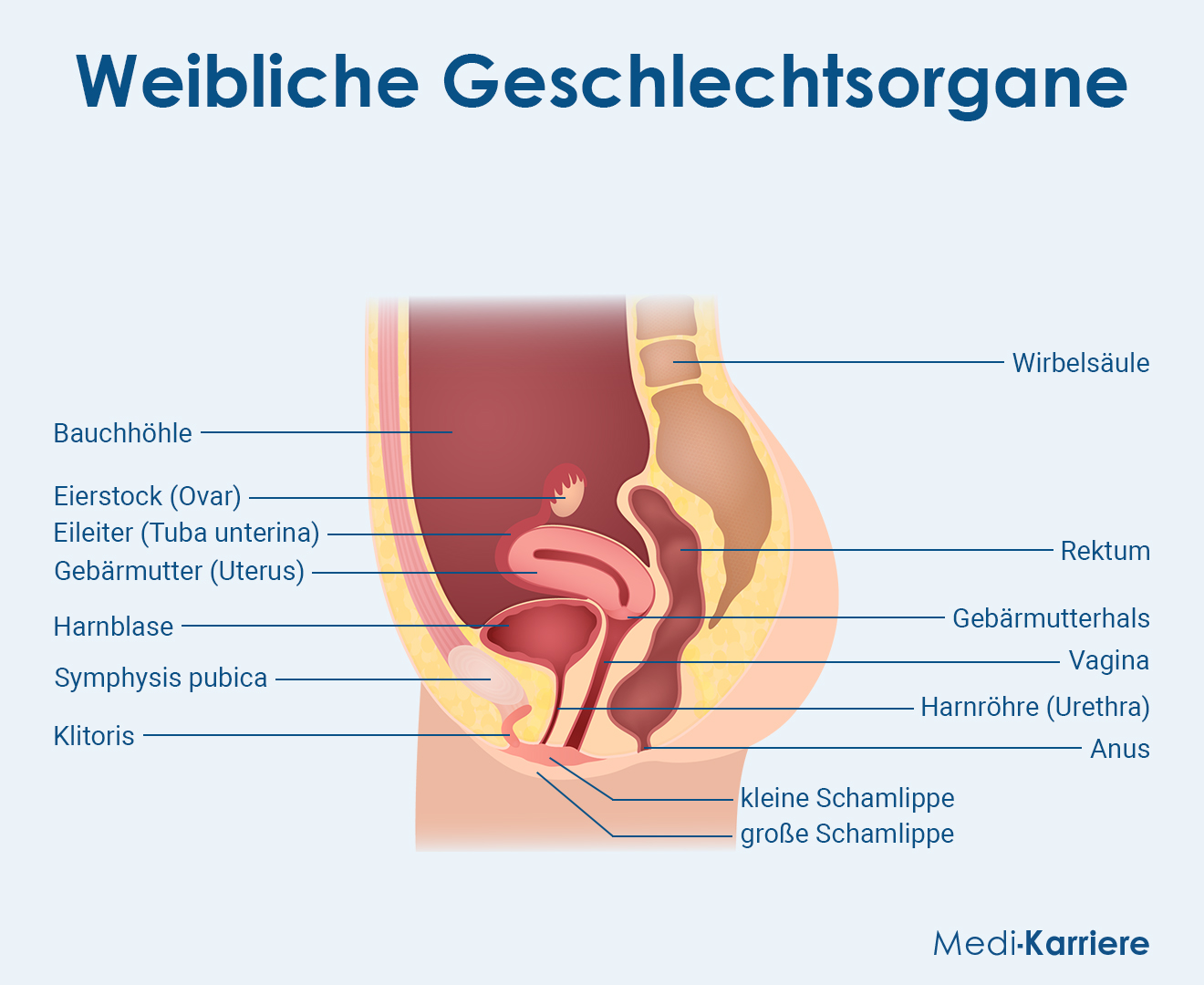 Weibliche Geschlechtsorgane Grafik