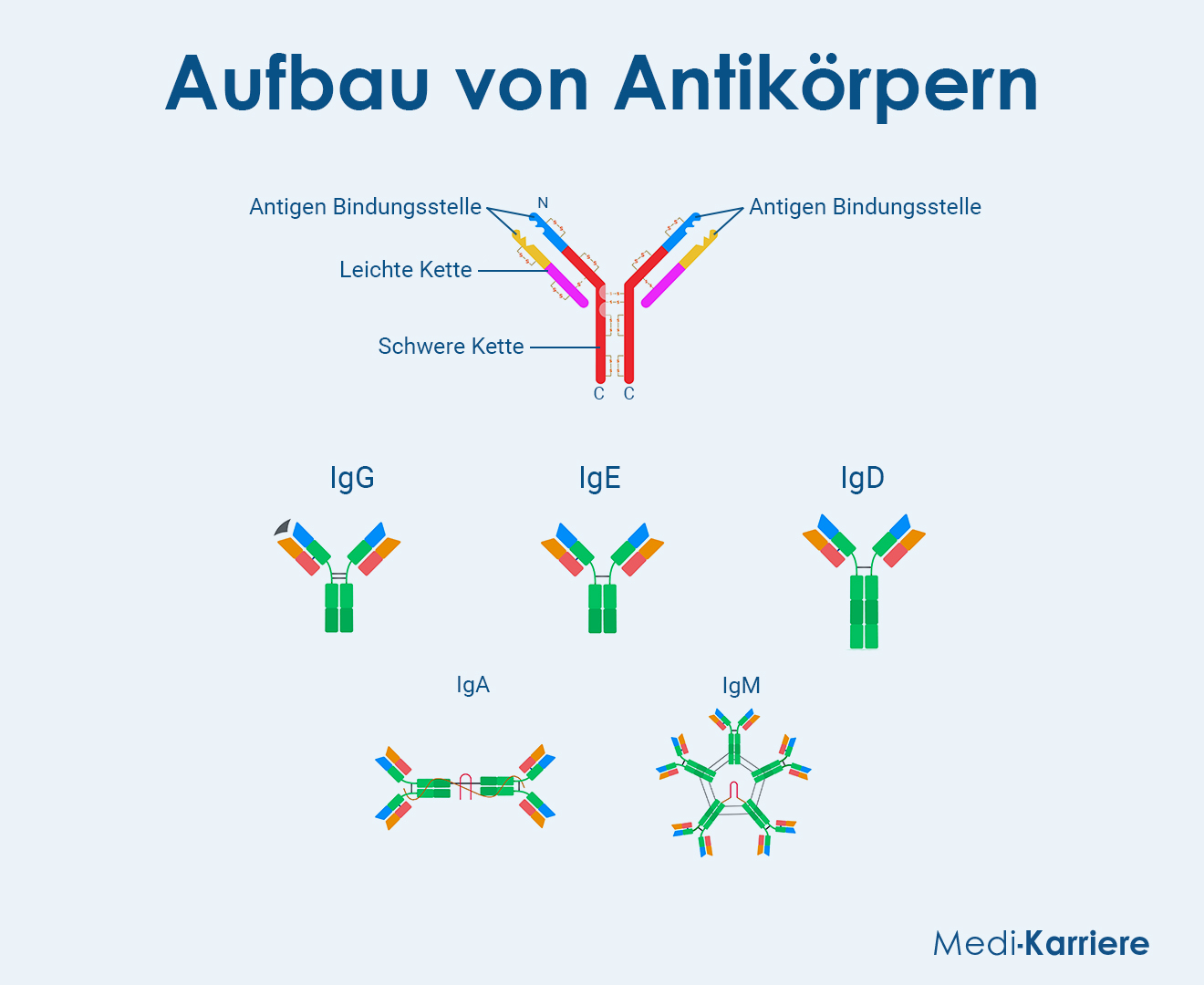 AntikÃ¶rper Grafik