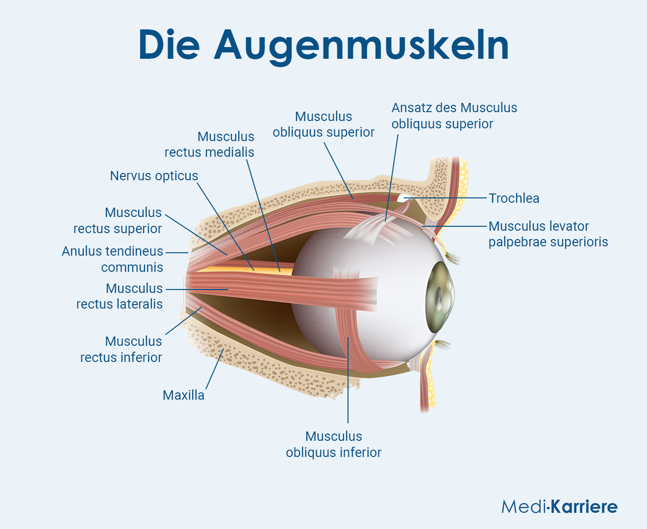 Augenmuskeln Grafik