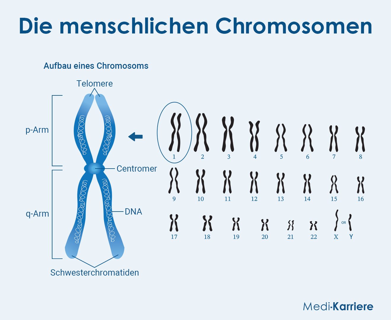 Chromosomen Grafik