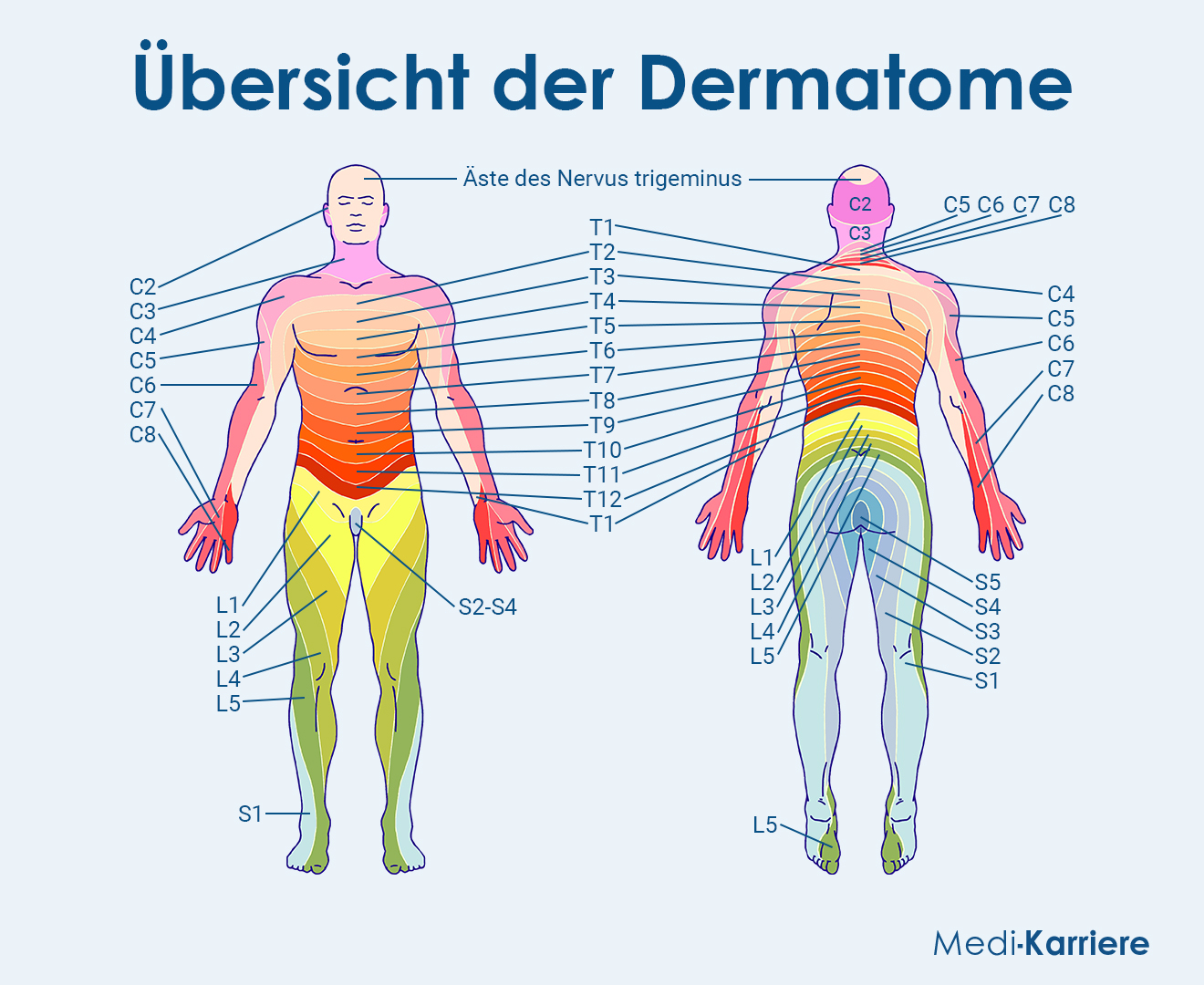 Dermatome Grafik