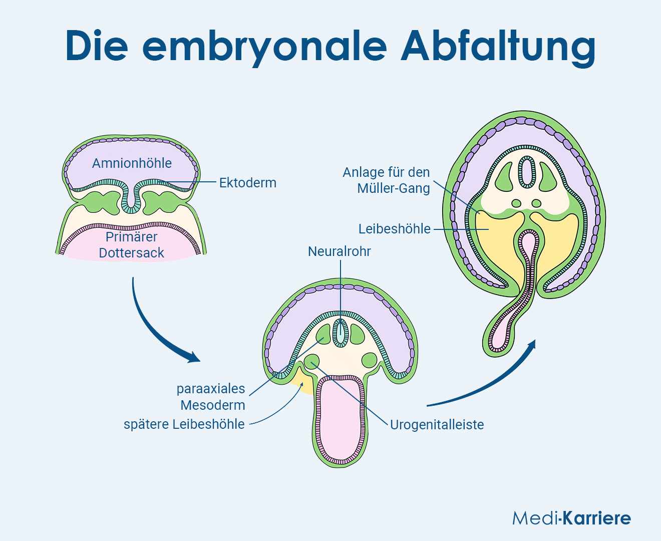 Embryo Grafik